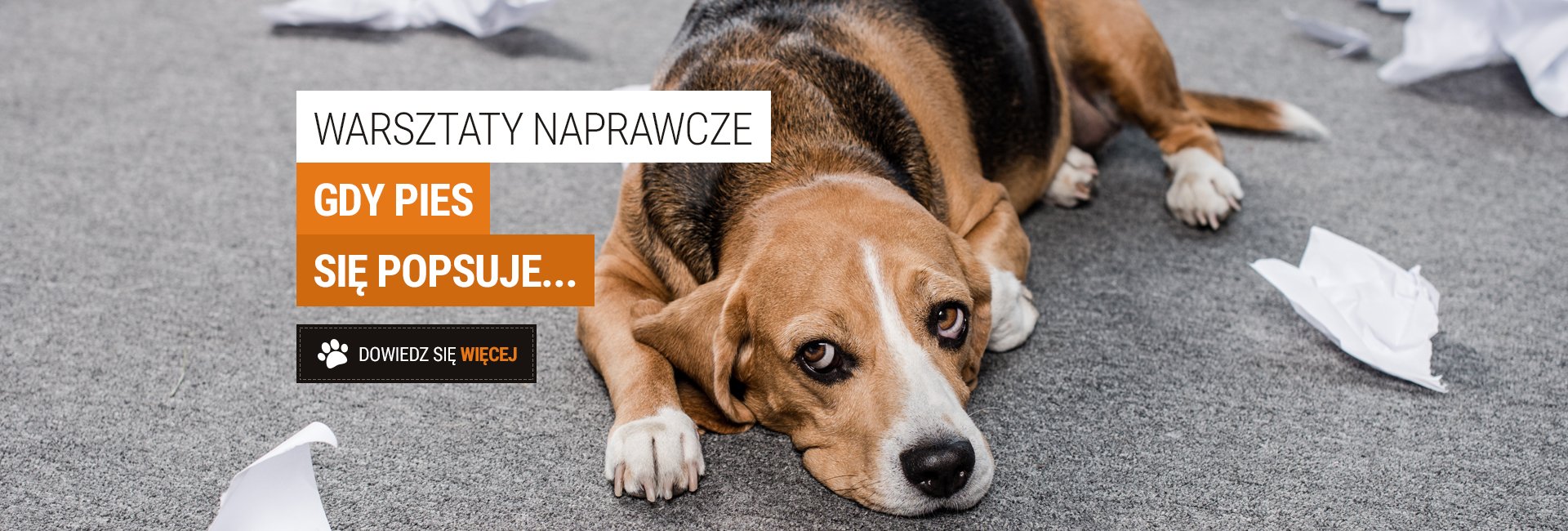 Warsztaty naprawcze - gdy pies się zepsuje